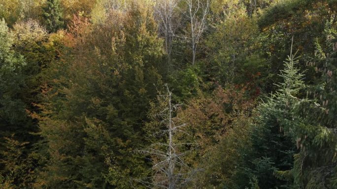 在温暖的阳光下，美丽的秋天森林令人惊叹的空中无人机视图。放松的无声概念。希望的梦想。五颜六色的落叶和
