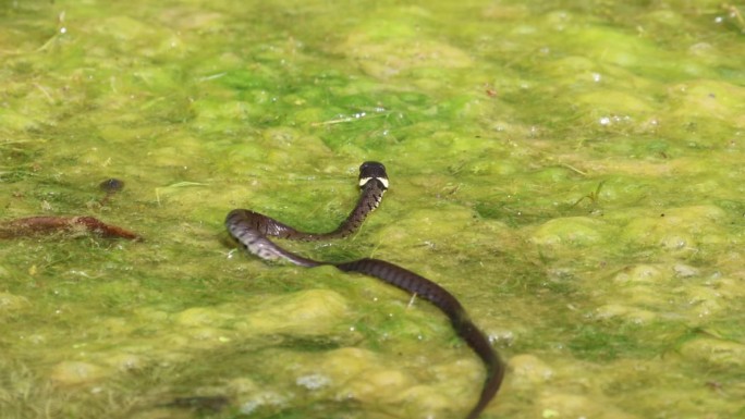 Natrix的近景拍摄，Natrix草蛇在茂密的海藻沼泽池塘中移动