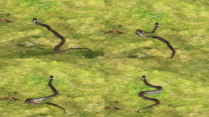 Natrix的近景拍摄，Natrix草蛇在茂密的海藻沼泽池塘中移动