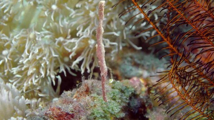 假烟斗鱼特写海洋生物海底世界