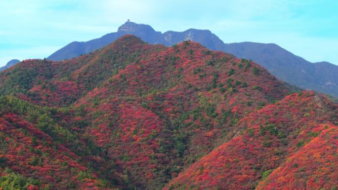 航拍济源王屋山红叶