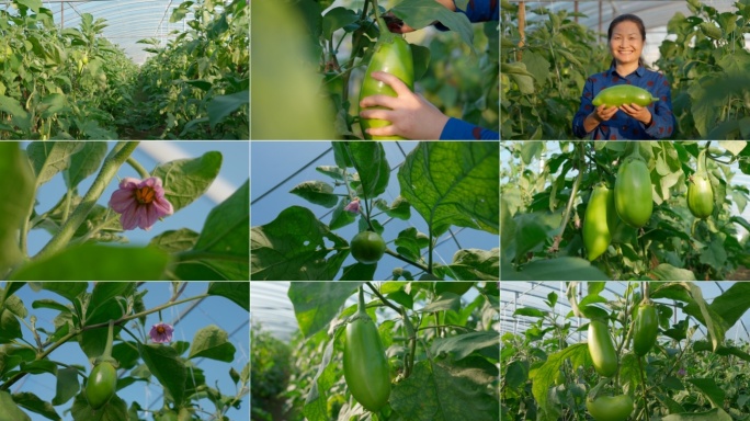 蔬菜大棚茄子种植菜农有机蔬菜种植乡村振兴