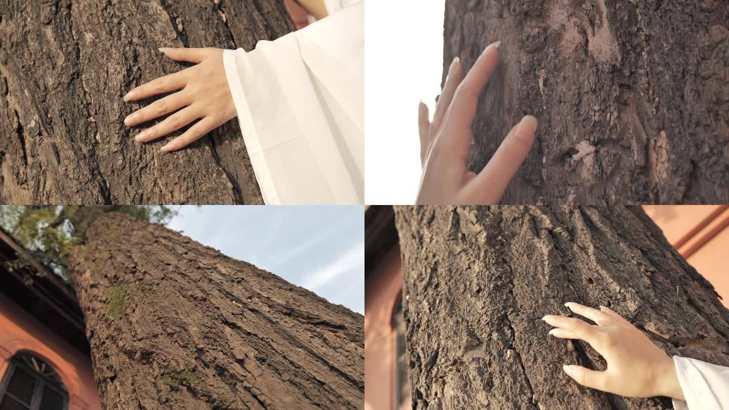 手抚摸大树环绕