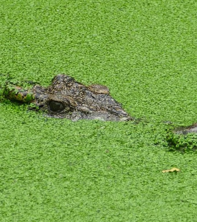 鳄鱼漂浮在湖中的绿色粘液