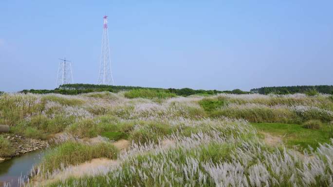 芦苇荡