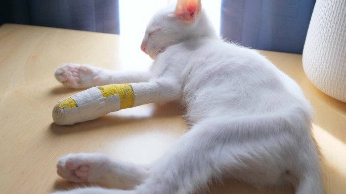 一只前脚踝受伤，前腿打了石膏的白色小猫在房子里的一张木桌上走路和睡觉。后面是藏青色的帘子和白色的滤光