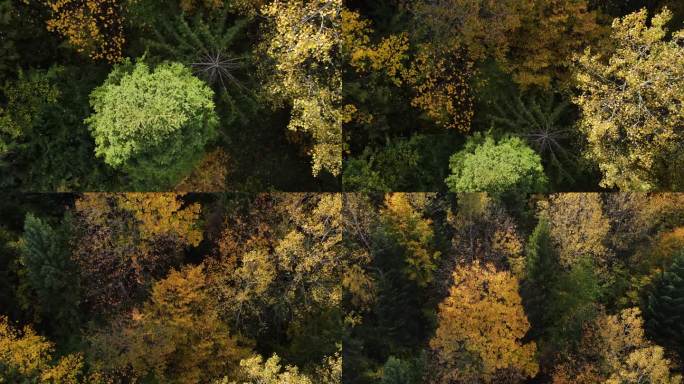 电影空中无人机拍摄的惊人的秋天森林在夕阳下。开放的头脑。放松的无声概念。希望的梦想。秋季落叶和常绿乔
