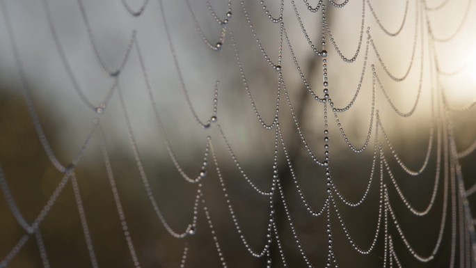 带着露珠的蜘蛛网在风中摇摆。慢镜头，4K