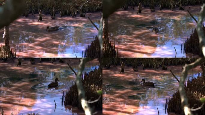 旱季蓝绿藻繁殖期，灰绿鸭在红树林湿地游泳，海水盐度的增加促使藻类释放出一种粉红色的类胡萝卜素。