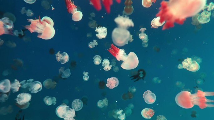水母在深海中，水中有许多水母，水母成群。色彩斑斓的水母。