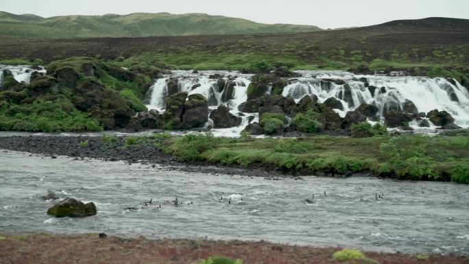 一群藤壶鹅在水流中被瀑布卷走。宽
