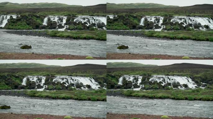 一群藤壶鹅在水流中被瀑布卷走。宽