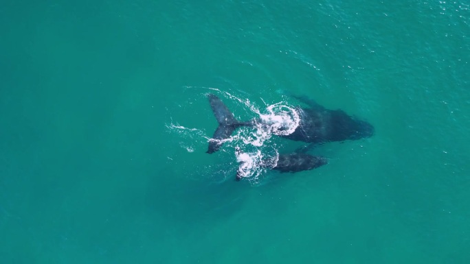 母鲸和幼鲸一起游泳。