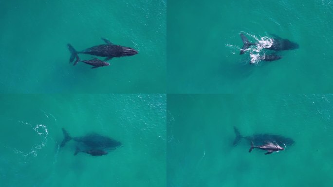 母鲸和幼鲸一起游泳。