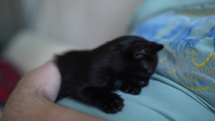 可爱的黑色小猫肖像睡在主人的肚子上。小宠物纯爱理念。小猫天真的小动物家养宠物。爱护收养动物收容所。
