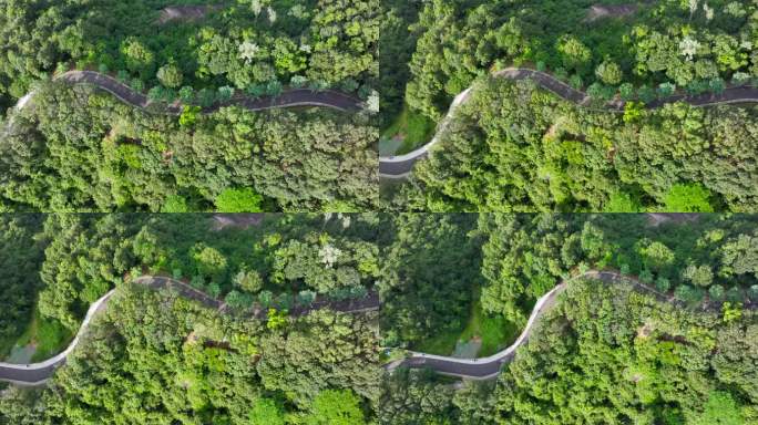 4K深圳市光明大雁山森林公园26