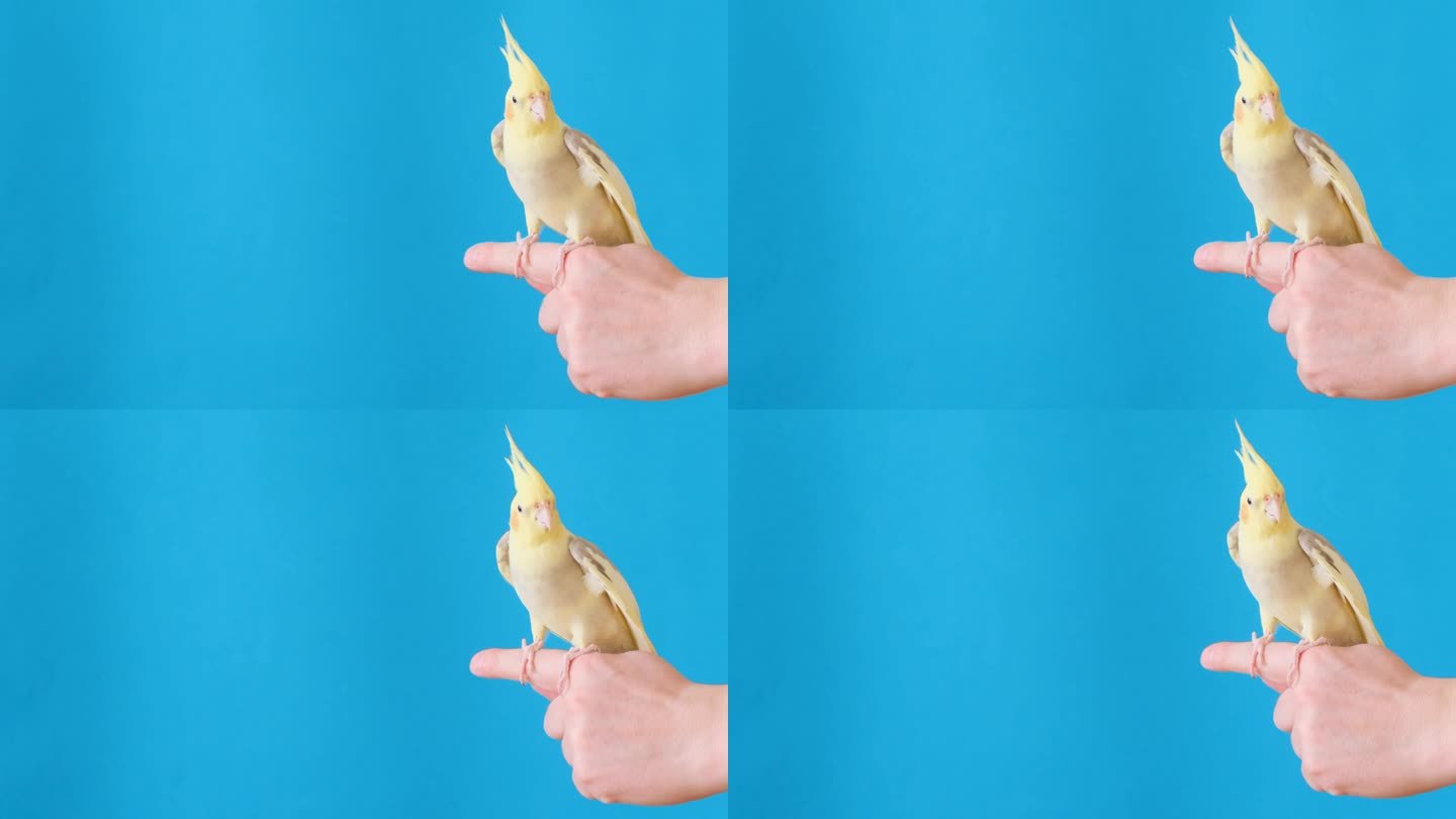 一只漂亮的黄色鹦鹉坐在一个男人的手指上，背景是蓝色的。广告投放场所