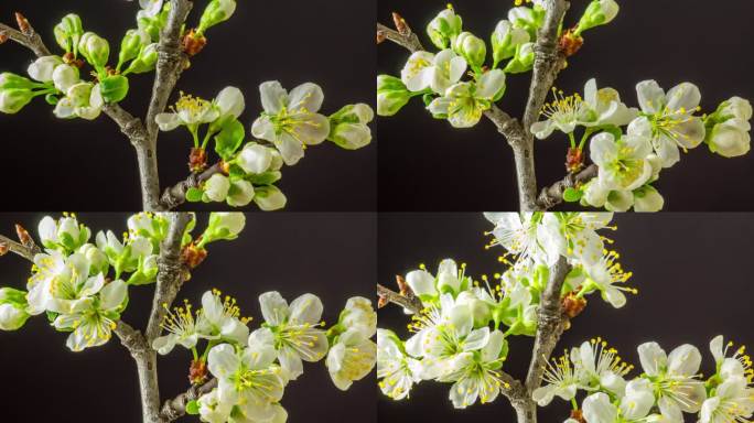 在黑色的背景上，一棵梅树的花朵绽放和生长。盛开的小白李花。摄像机上下移动，线性摄像机运动跟踪拍摄。以