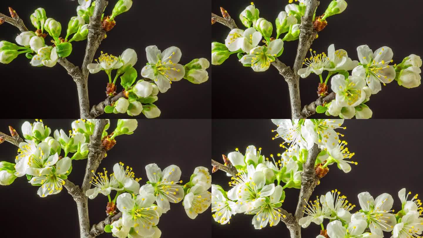 在黑色的背景上，一棵梅树的花朵绽放和生长。盛开的小白李花。摄像机上下移动，线性摄像机运动跟踪拍摄。以