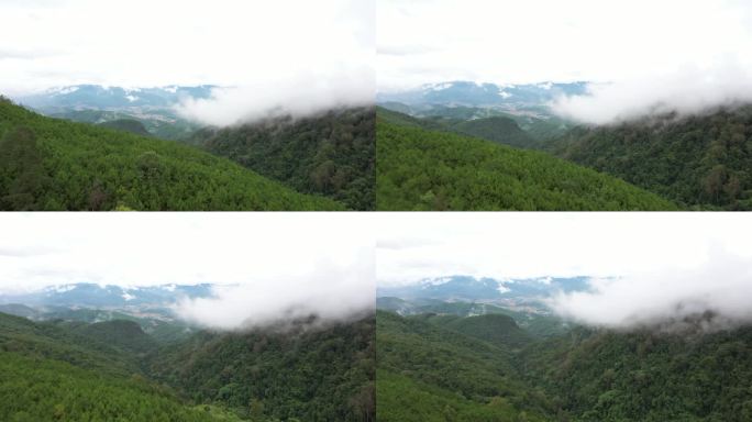 云雾缭绕的深林风光风景美景景观景色云海晨