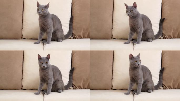年轻的蓝色俄罗斯猫梳理米色沙发