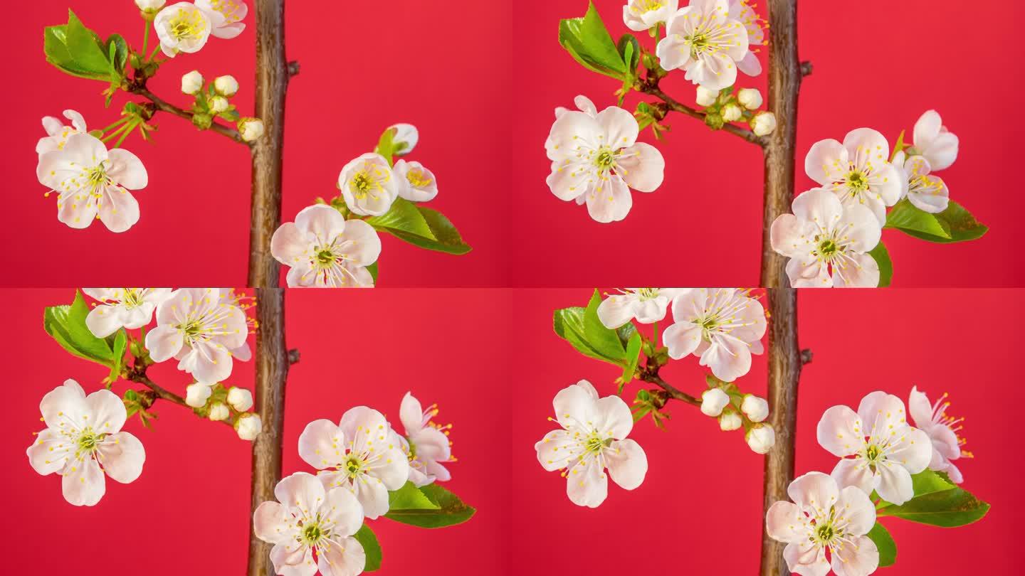 4k垂直延时的酸樱桃树开花和生长在一个红色的背景。盛开的小白花樱。以16:9的比例延时。
