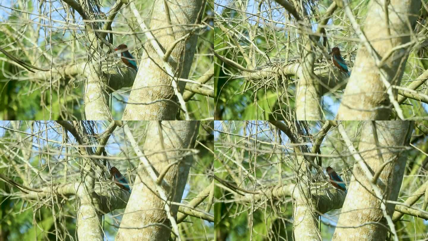喀拉拉邦树上的翠鸟