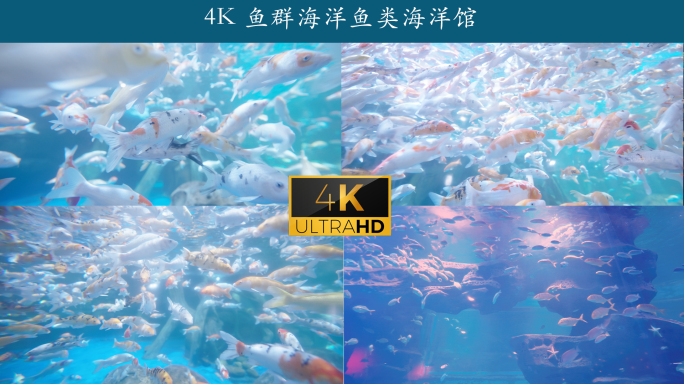 4K 鱼群海洋鱼类海洋馆