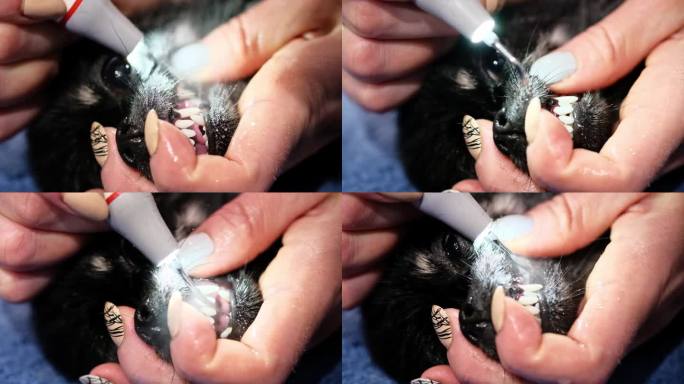狗牙在超声波清洗的过程中，用干净的牙齿完成