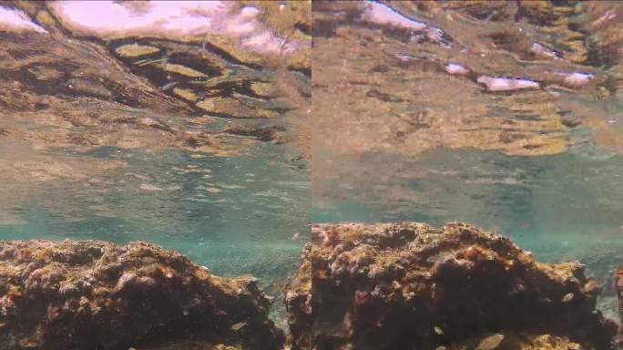 一群大理石纹棘足幼鱼在地中海的礁石上游泳