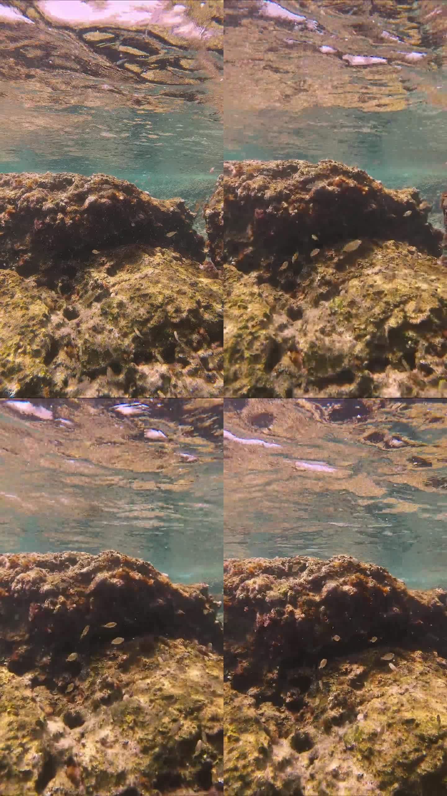 一群大理石纹棘足幼鱼在地中海的礁石上游泳