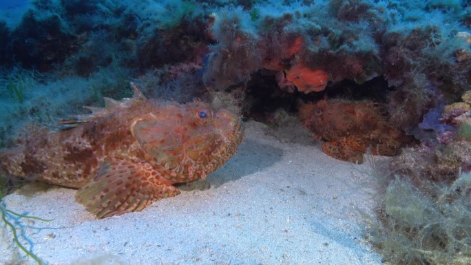水下场景-海底的两条蝎子鱼