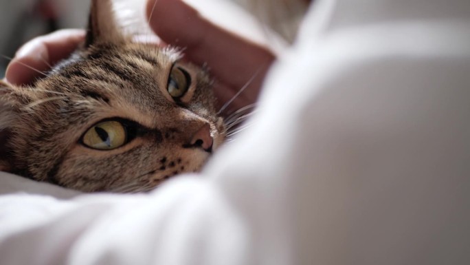 女人在抚摸猫。幸福满足的猫的嘴部特写，被女性的手抚摸。慢镜头视图