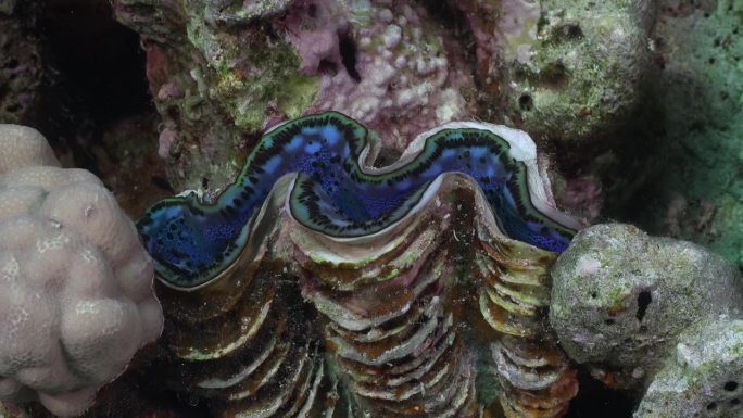 巨大的蓝蛤靠近红海的热带珊瑚