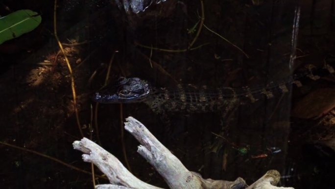 在迈阿密附近的佛罗里达大沼泽地，一只小鳄鱼坐在阴暗的沼泽水里，它的头被树叶和树枝包围着