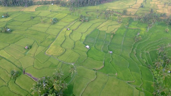 巴厘岛夏季农场的稻田景观和绿色自然。野生印尼山脉的热带美景和有机水稻产业全景拍摄。人民旅游与农民种植