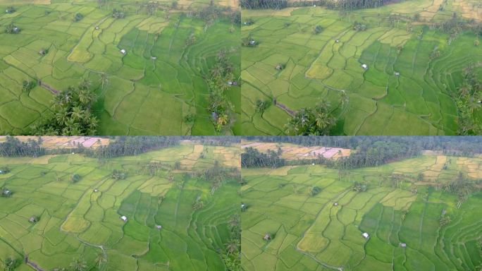 巴厘岛夏季农场的稻田景观和绿色自然。野生印尼山脉的热带美景和有机水稻产业全景拍摄。人民旅游与农民种植