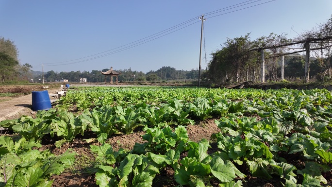 冬天郴州西河风光带菜地蔬菜3