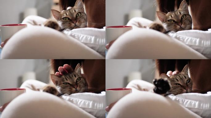 女人在抚摸猫。女性的手抚摸着友好快乐的猫的头。慢镜头视图