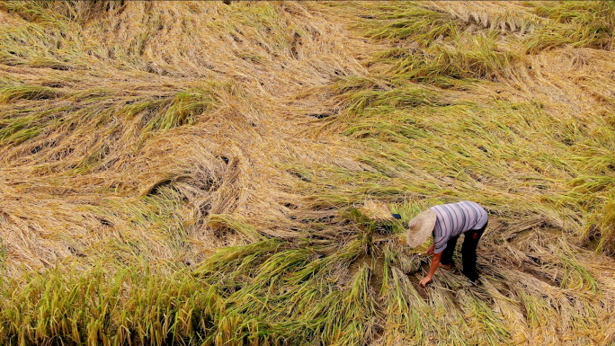 农民收割台风灾害后的水稻