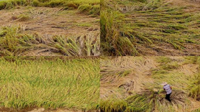农民收割台风灾害后的水稻