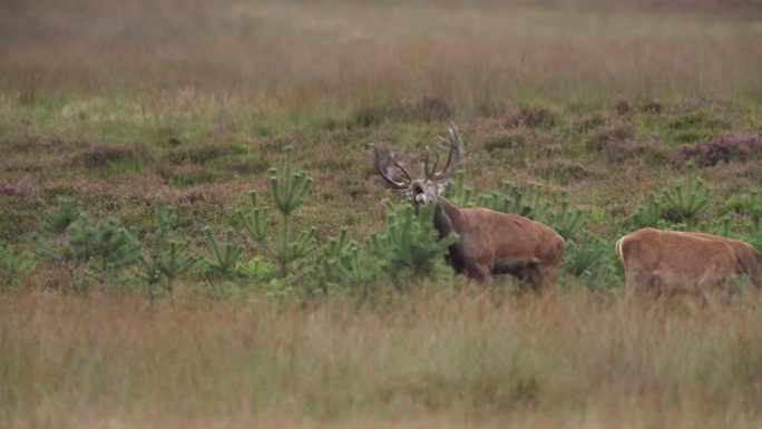 中等大小的镜头，在一片棕色的草地上，一只长着巨大鹿角的大红鹿追逐着他的一只母鹿，大叫着，把头甩了出去
