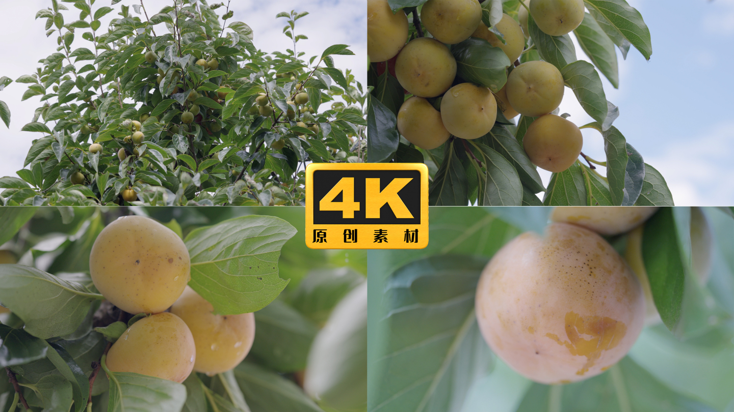4K-柿子果实丰收，硕果累累的柿子树