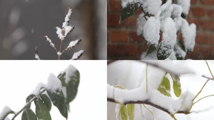 下雪 冬天 入冬 冬季