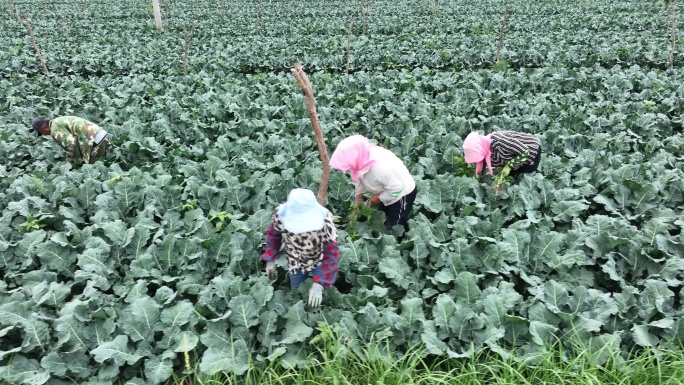 供港供粤蔬菜基地 甘肃张掖