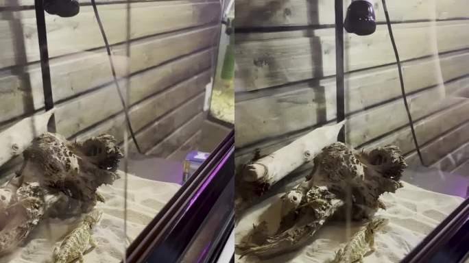 在水族馆里爬行的小蜥蜴