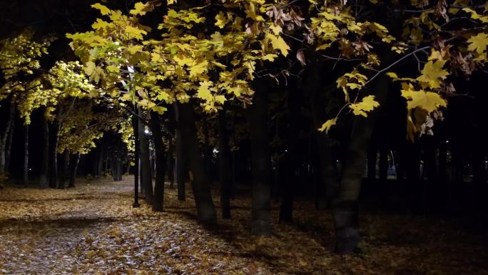 夜观公园巷子里的城市黄叶枫