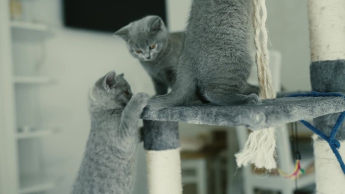 三只英国短毛猫在家里的猫树上玩耍