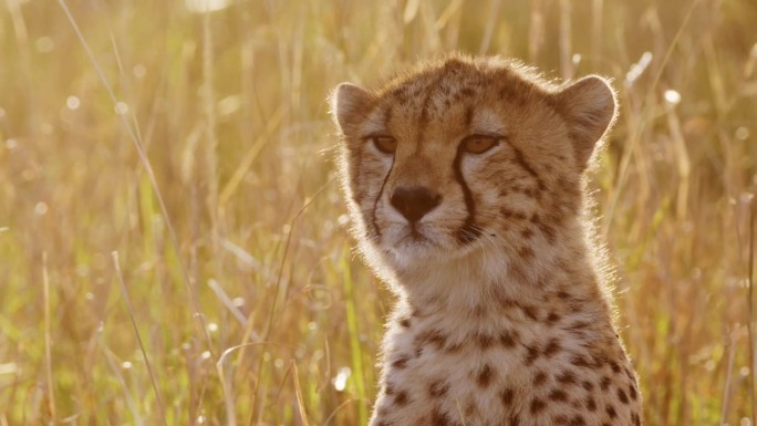 非洲野生动物的慢动作，年轻的猎豹幼崽近距离面部肖像，在美丽的金橙色夕阳下的非洲可爱的小动物在长草马赛