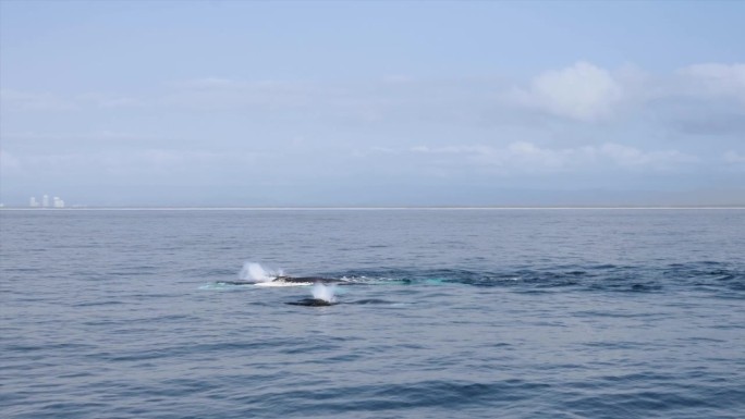 雌鲸用她的胸鳍拍打水来吸引和鼓励雄鲸繁殖。澳大利亚黄金海岸